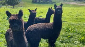 Tres llamas de pie en un campo cubierto de hierba, con una valla y árboles al fondo.