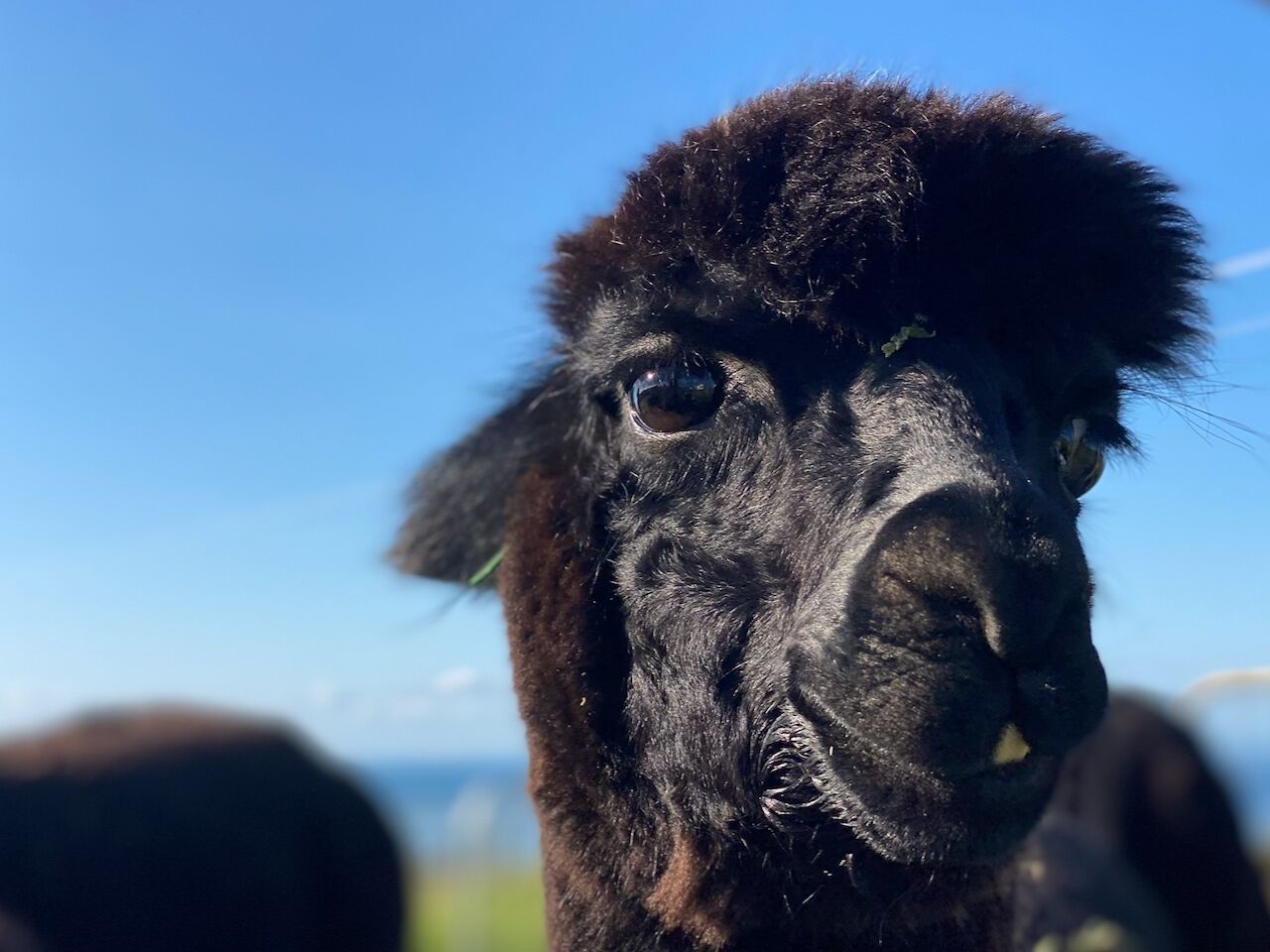 Primo piano del muso di un lama, con un cielo azzurro intenso sullo sfondo.