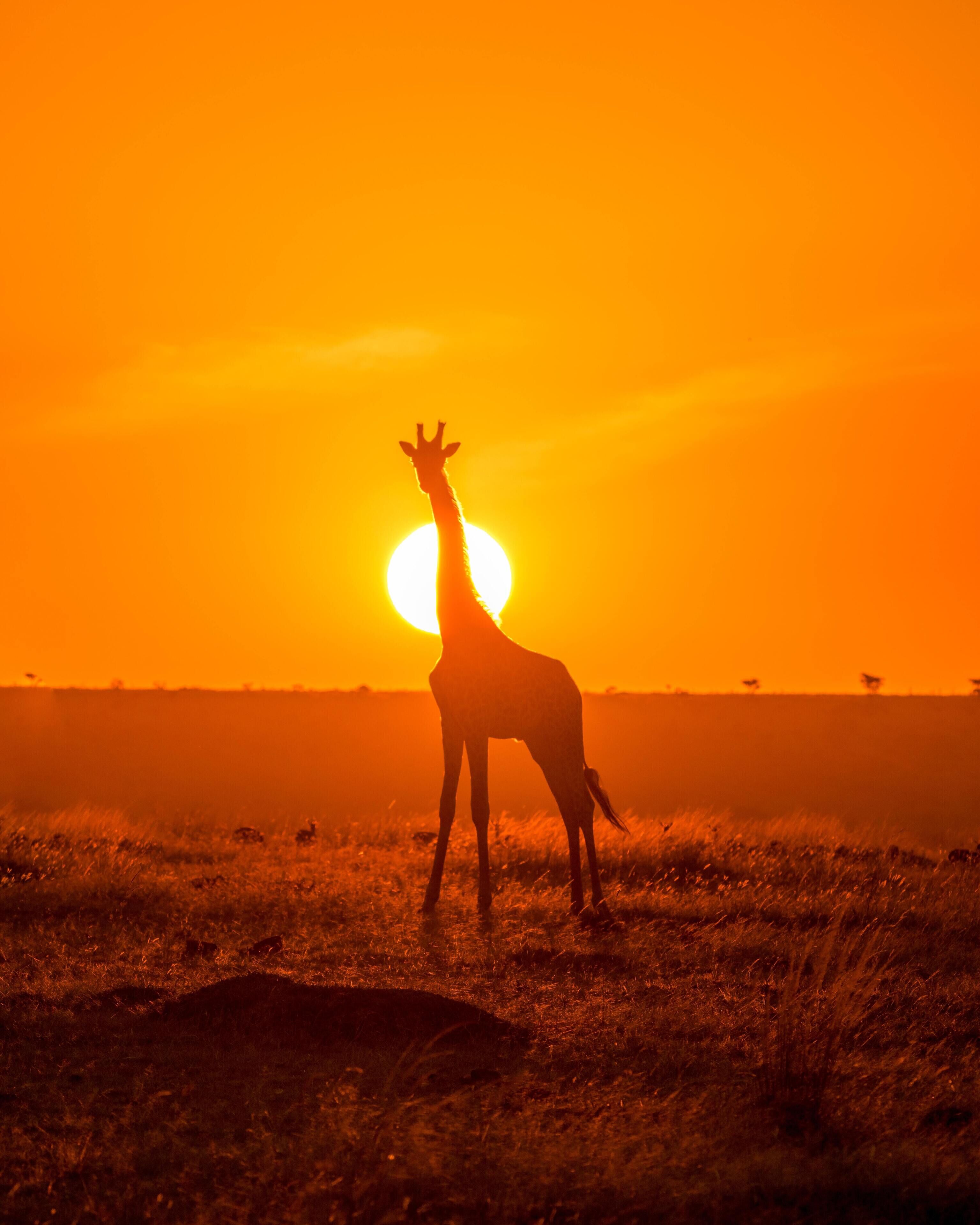 A giraffe silhouetted against a sunset with the sun low on the horizon.