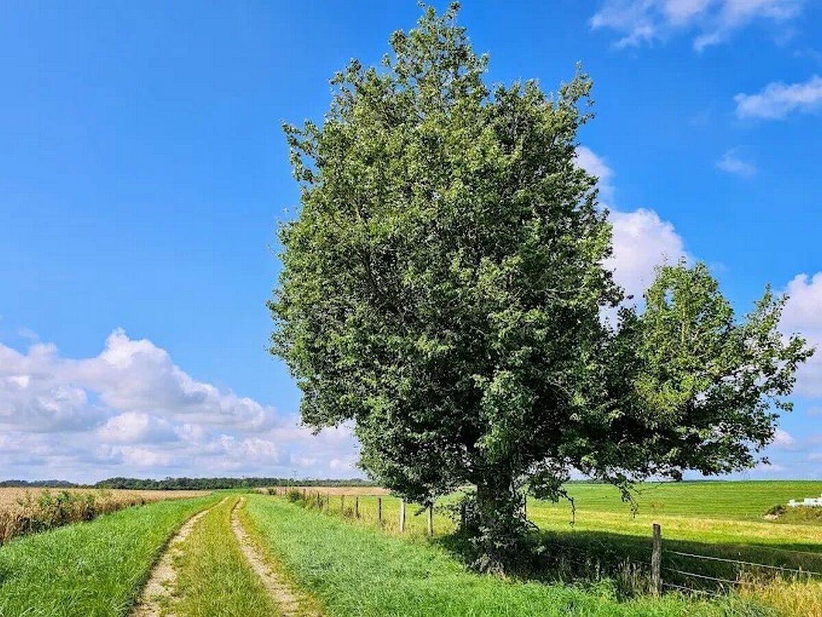 Landelijk landschap met een zandpad, een grote boom en open velden onder een heldere lucht.