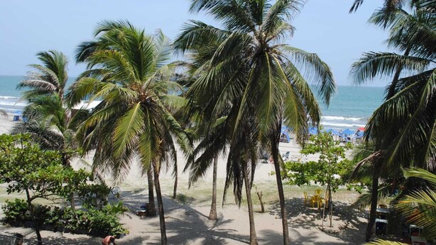 Een strand met palmbomen en een helder uitzicht op de oceaan.