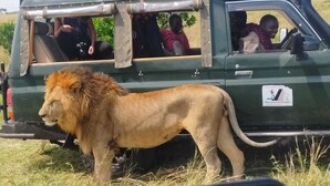 A safari vehicle with a lion standing beside it. - Leruk Guest House (Maasai Mara)