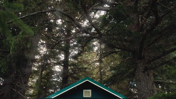A small cabin with a green roof, surrounded by dense forest.