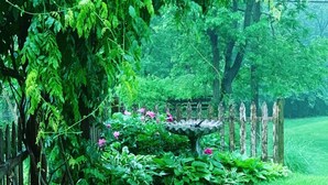 Een weelderige tuin met een houten omheining, een vogelbad en diverse planten.
