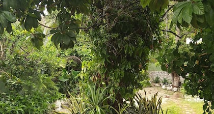 Casa Hostal Mamey - Hostel