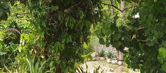 Casa Hostal Mamey - Hostel