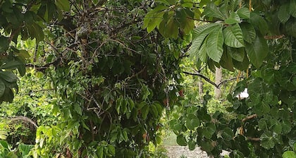 Casa Hostal Mamey - Hostel