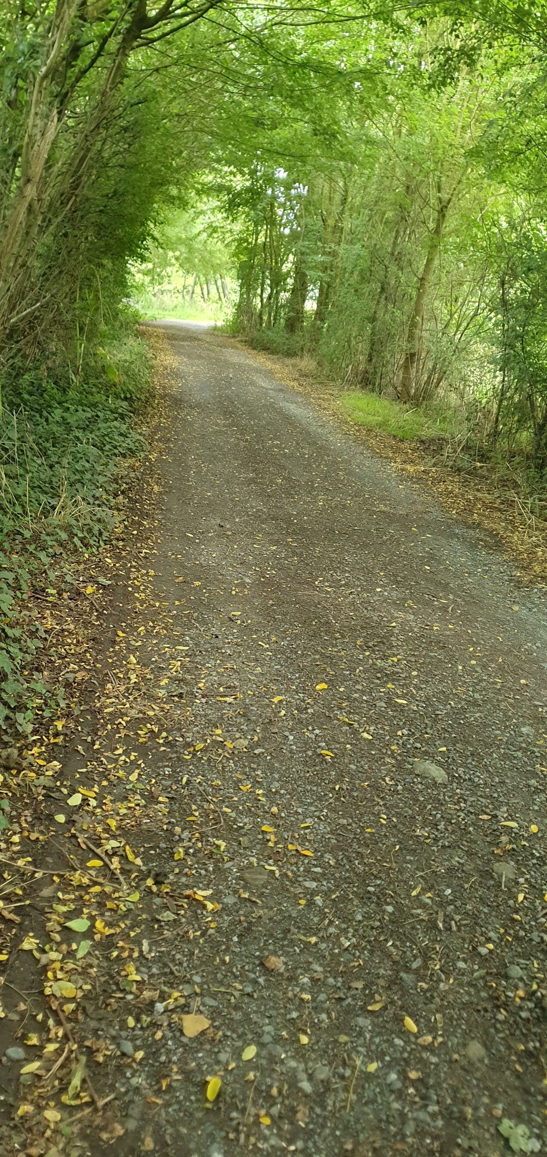 Una carretera pavimentada bordeada por abundante vegetación y árboles.