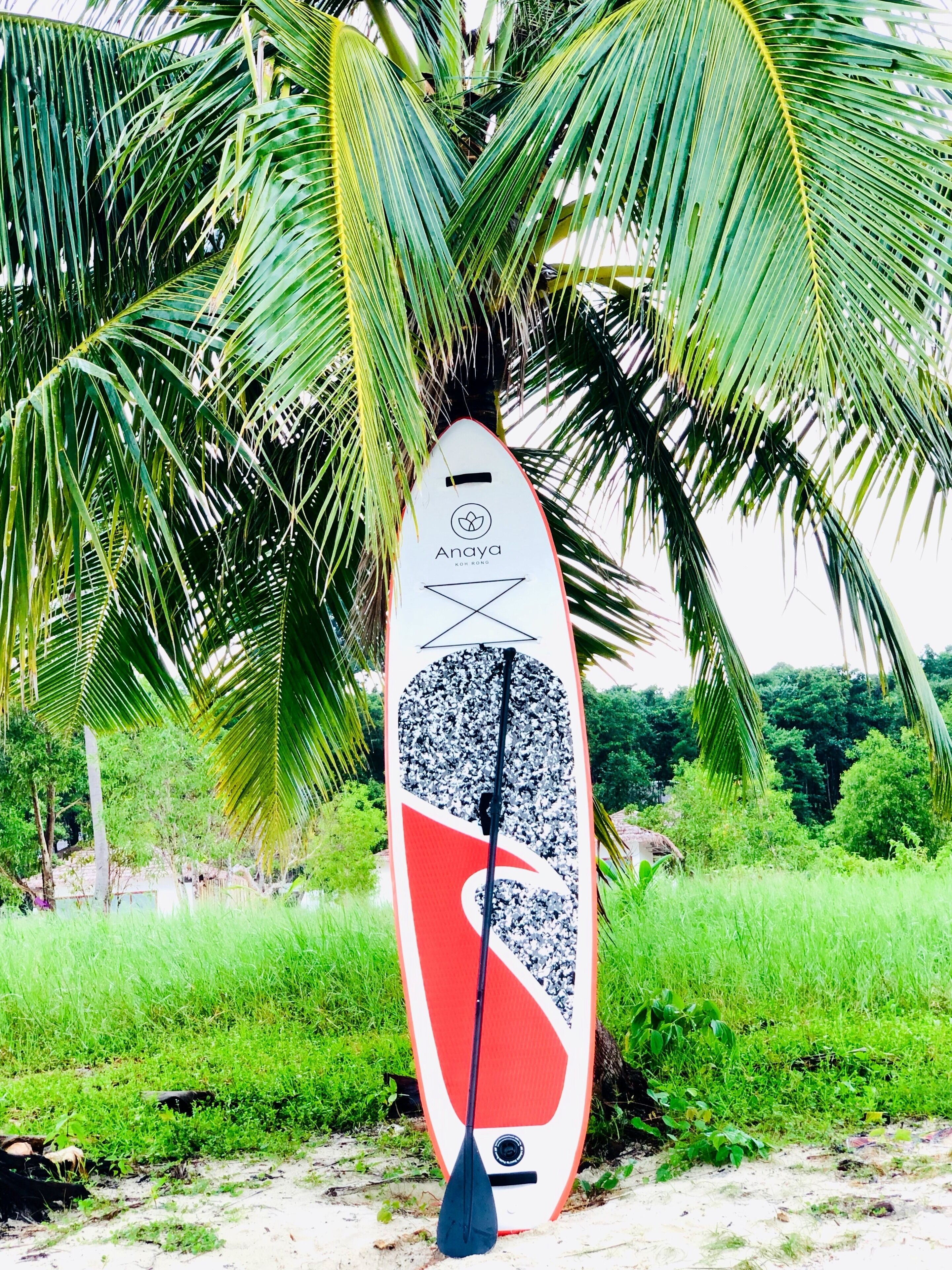 Une planche de surf appuyée contre un palmier.