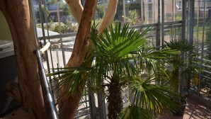 Een kas met glazen wanden, metalen frames en diverse planten, waaronder een palmboom.