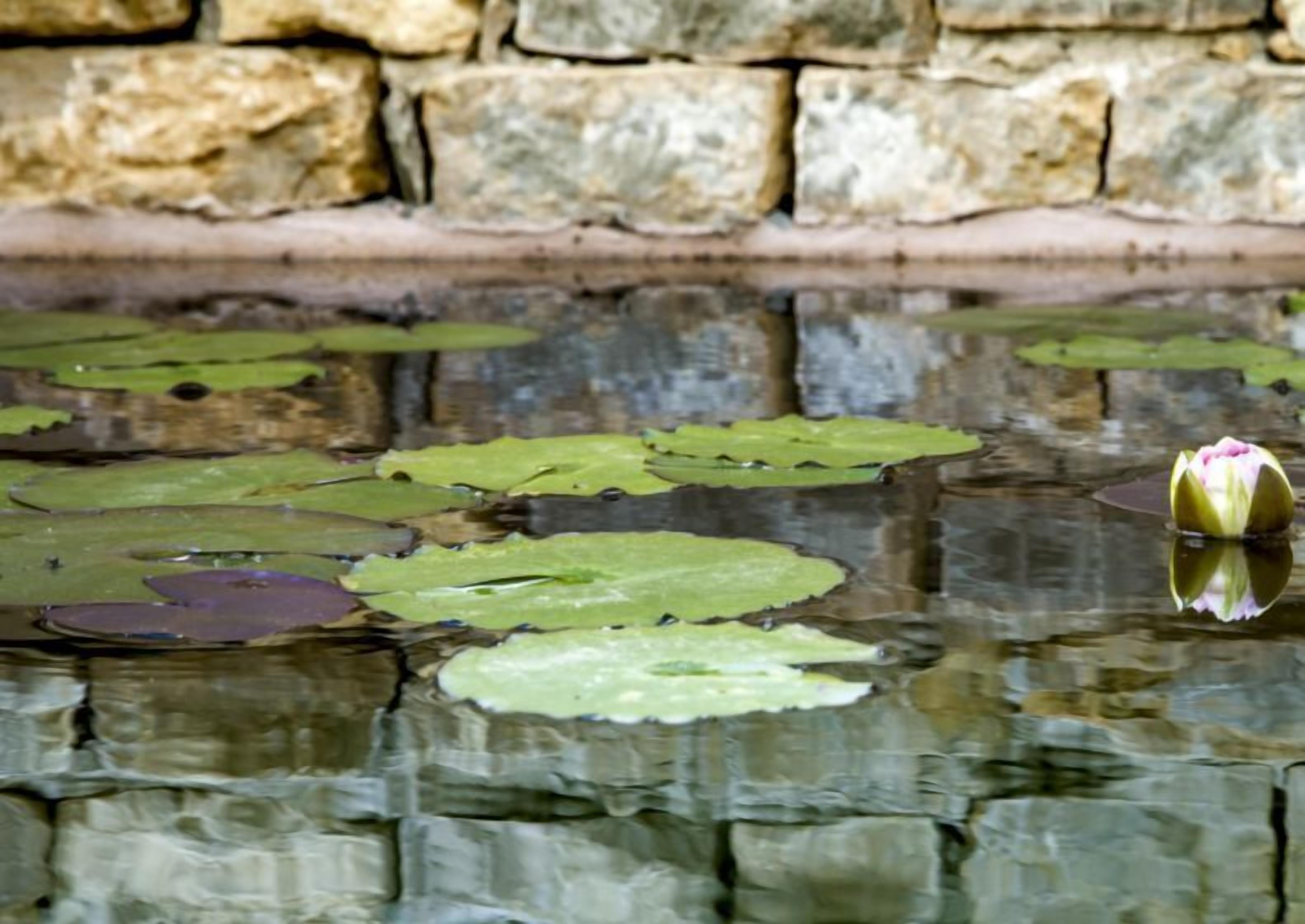 A pond with lily pads and a single water lily in bloom, surrounded by a stone wall.