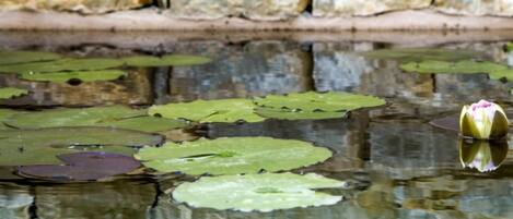 A pond with lily pads and a single water lily in bloom, surrounded by a stone wall.