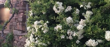 Jardín