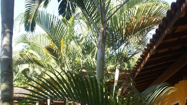 A building with a yellow facade, surrounded by palm trees. - Pousada A Cor do Sol (Ubatuba)