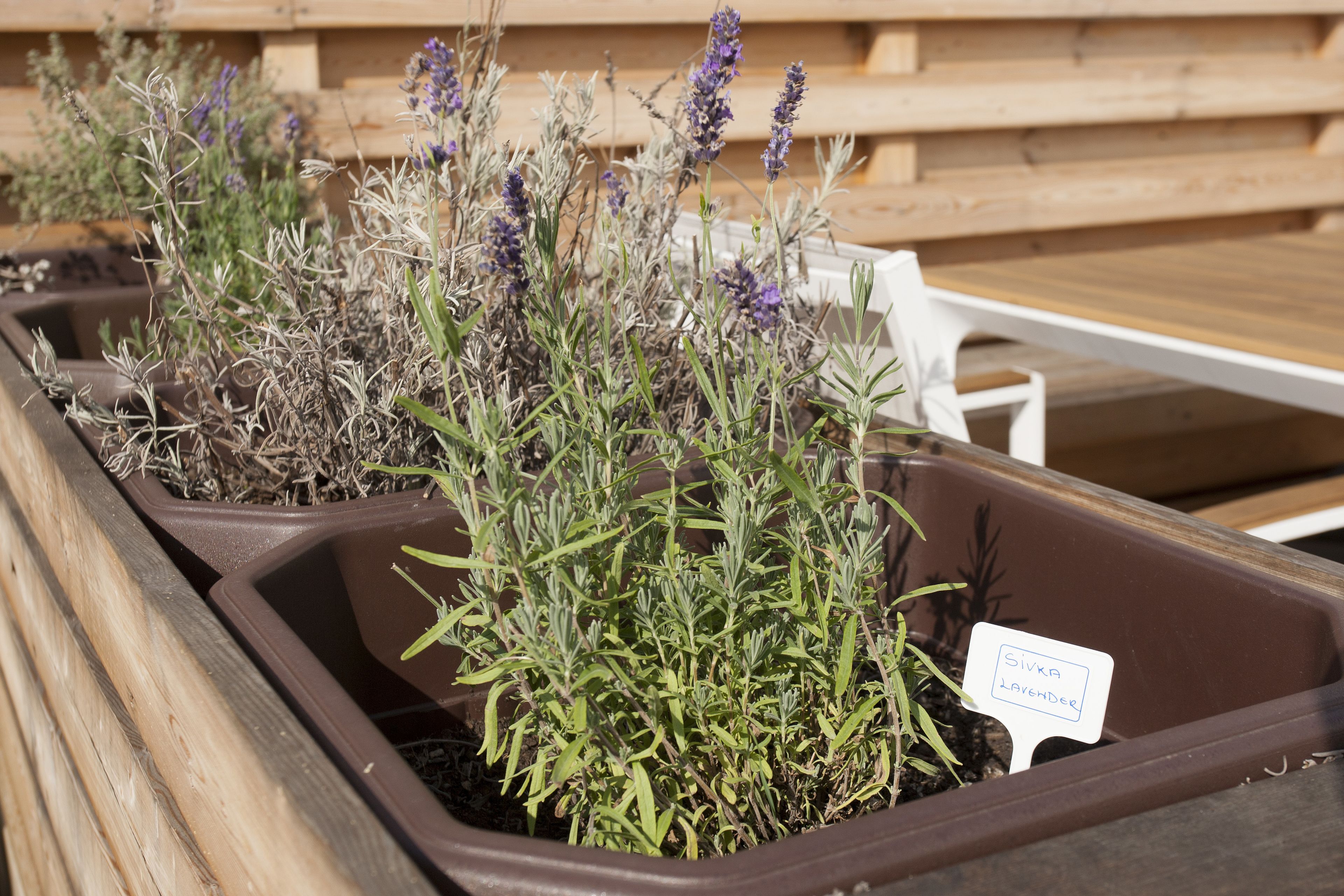 A planter with a label reading "Sivka Lavender."