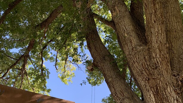 A house with a large tree in the front yard, a wooden deck, and a clear blue sky.