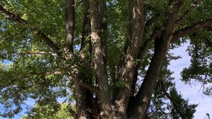 A large tree with a thick trunk and dense foliage in a yard.