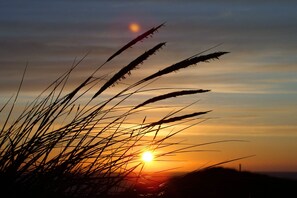 Ein Sonnenuntergang mit Silhouetten von Gras vor einem Himmel.