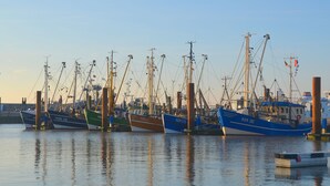 Een haven met verschillende vissersboten afgemeerd aan een steiger.