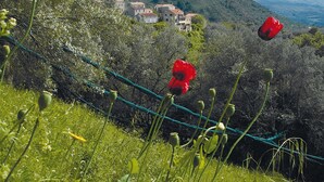 Un paisaje rural con un campo cubierto de hierba, flores rojas y una vista distante de casas en una colina.