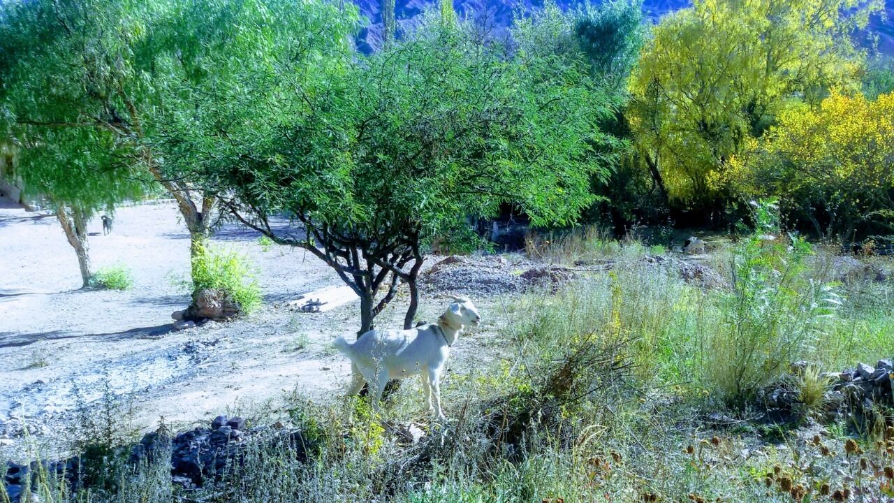 A dog standing in a natural outdoor setting with trees and shrubs.
