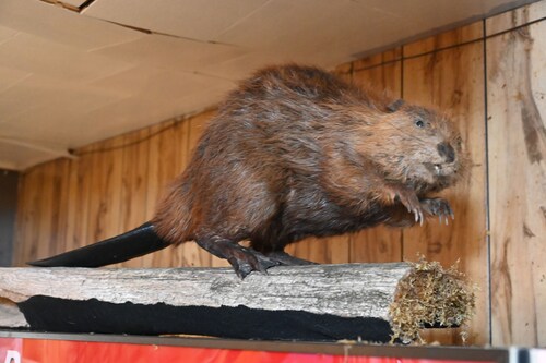 Bushy Beaver Bar
