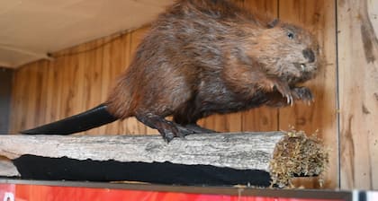 Bushy Beaver Bar