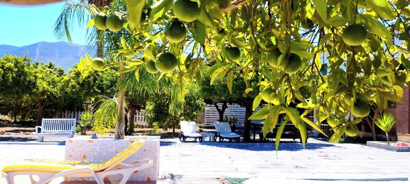 Terrace/patio - EL AULAGAR FARM  (Málaga)
