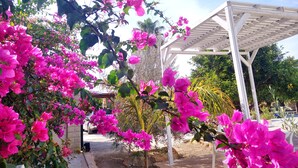 Puutarha, jossa on kirkkaan pinkkejä bougainvillea-kukkia ja valkoinen pergola.