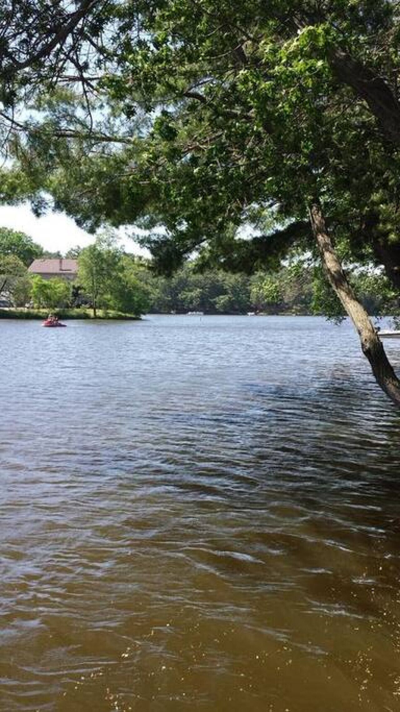 Um lago calmo com um galho de árvore projetando-se sobre a água.