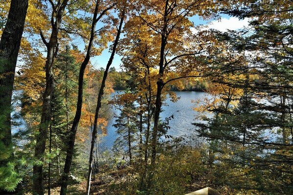 A forested area with a lake in the background.