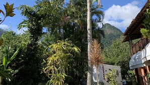 Un jardín tropical con una palmera alta, diversas plantas y un edificio con techo de madera.