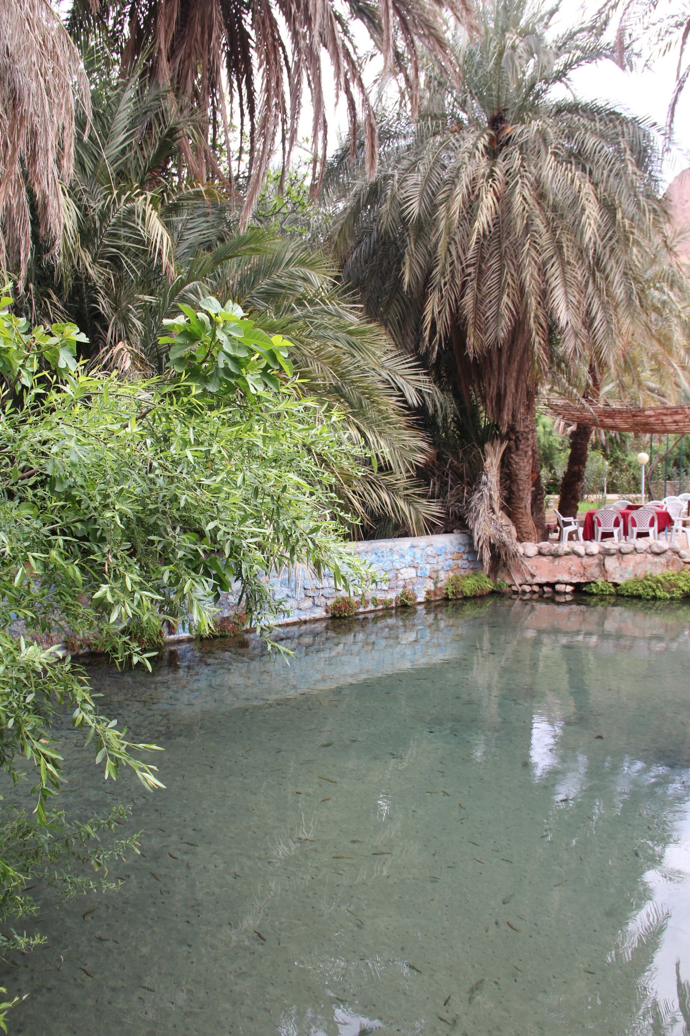 A serene outdoor area with a clear water body, surrounded by lush greenery and palm trees.