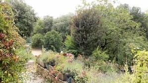 A garden with various plants and trees, a stone wall, and a wooden fence. - La Suite Troglodyte (Vitrac)