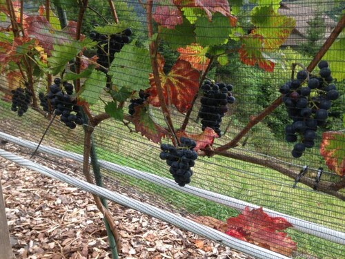 Monte Castello holiday loft