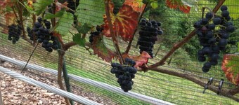 Monte Castello holiday loft