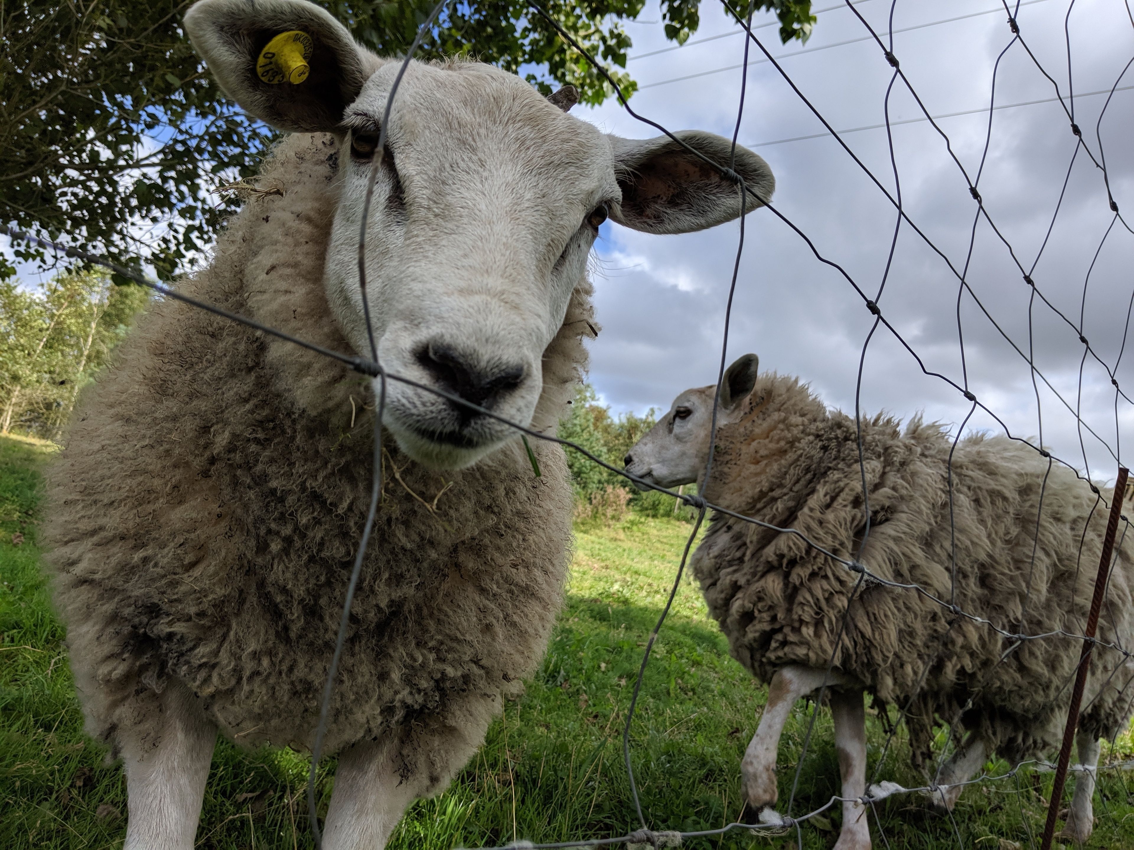 A sheep with a yellow ear tag standing behind a wire fence in a grassy field.