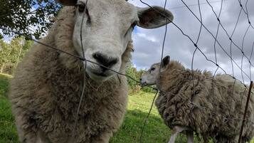 A sheep with a yellow ear tag standing behind a wire fence in a grassy field.