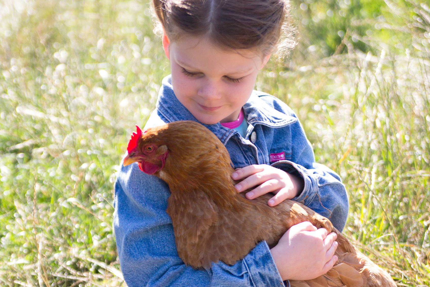 A person holding a chicken in a grassy field.