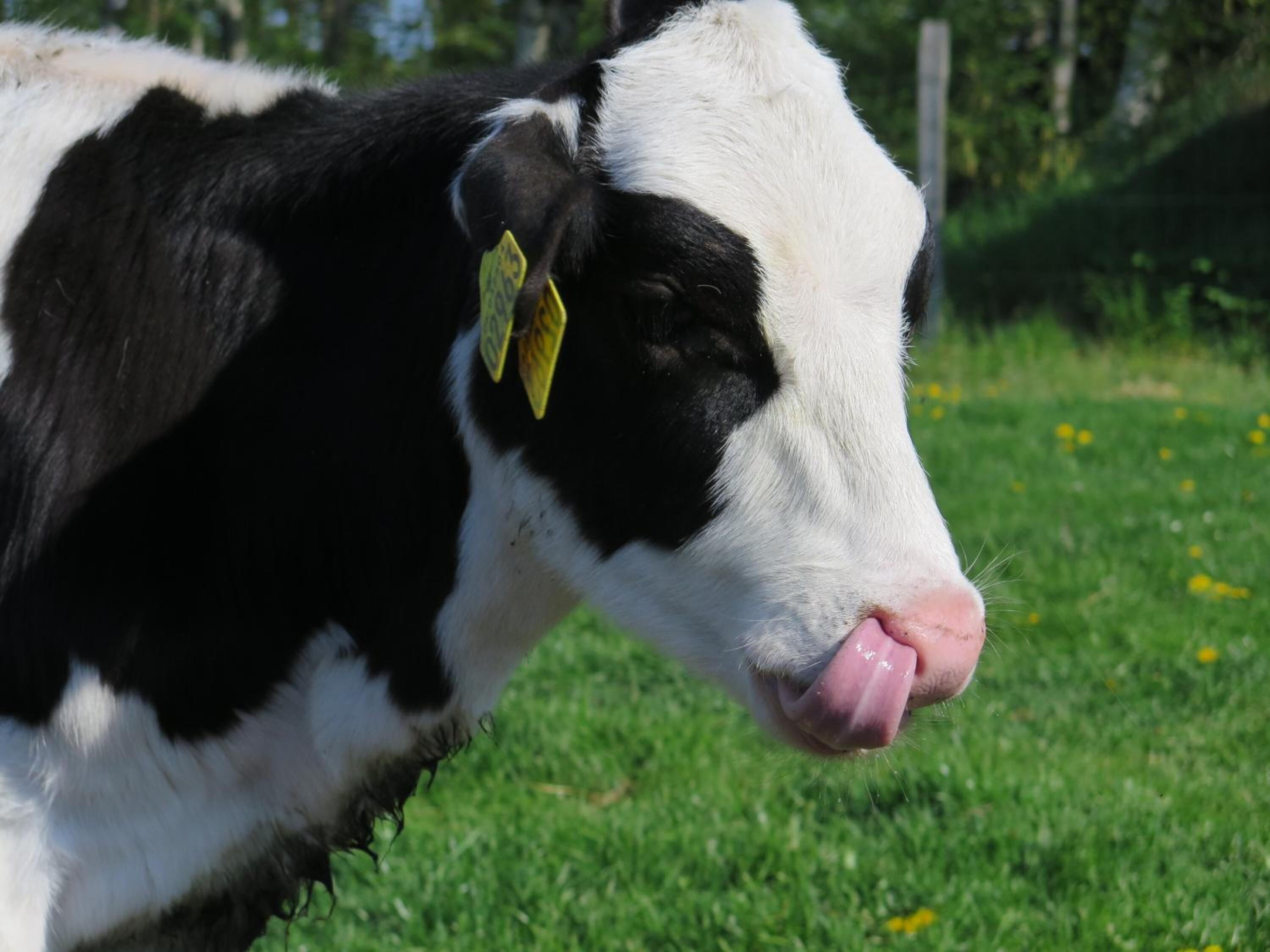 Eine schwarz-weiße Kuh mit einem gelben Ohranhänger steht auf Gras, im Hintergrund ist ein Zaun zu sehen.