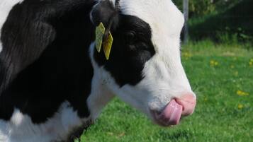 Eine schwarz-weiße Kuh mit einem gelben Ohranhänger steht auf Gras, im Hintergrund ist ein Zaun zu sehen.