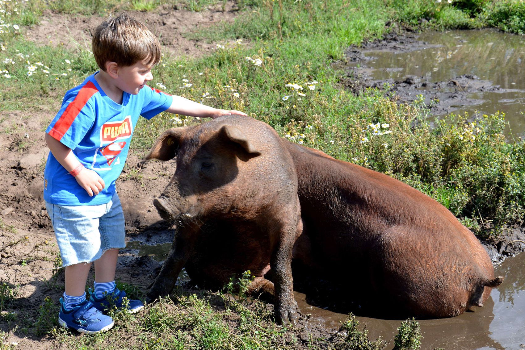 A child petting a pig in a muddy outdoor area with grass and a small water body.