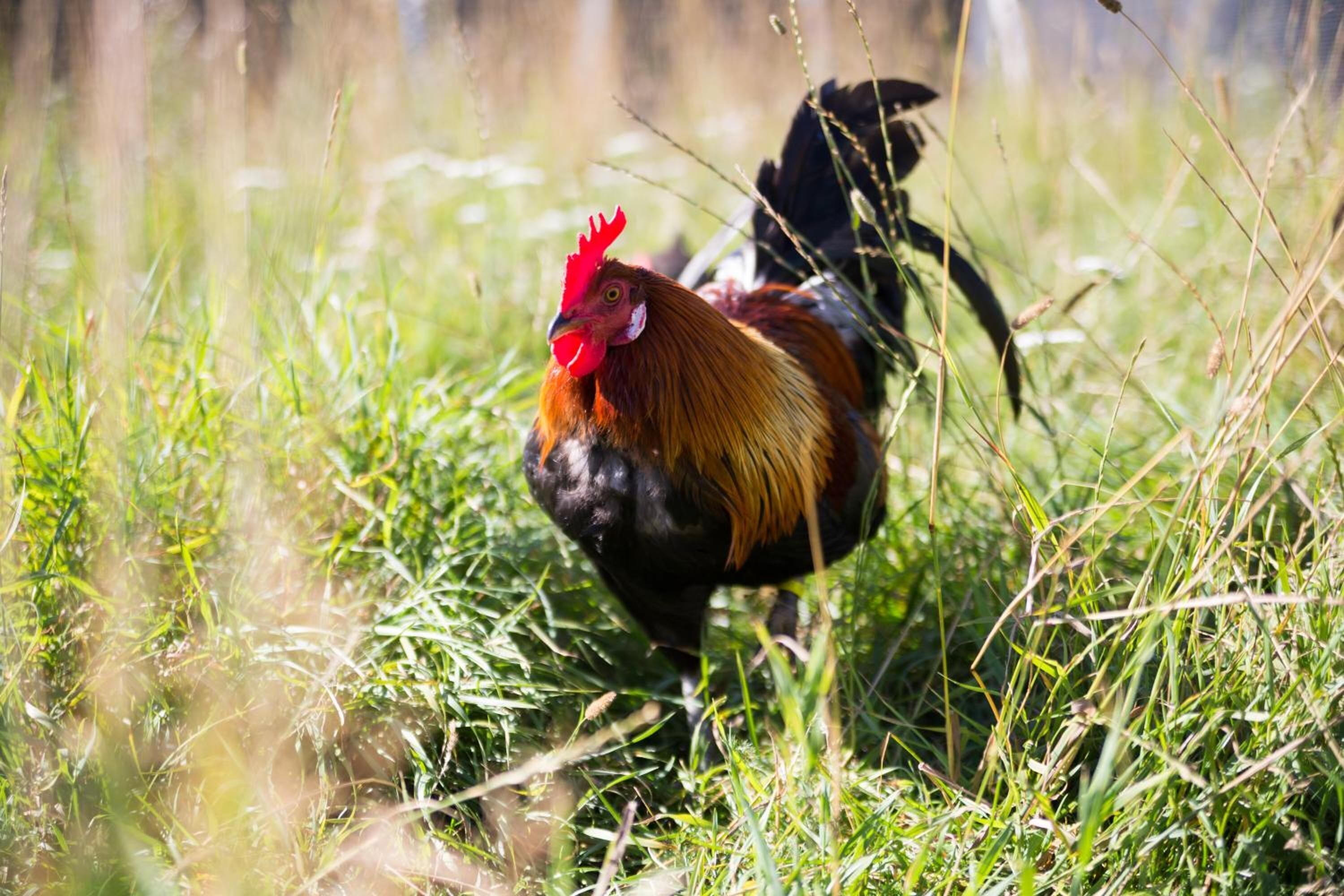 Un gallo en un campo cubierto de hierba.