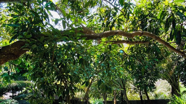 A swimming pool surrounded by lush greenery and stone seating areas. - My Village (Thissamaharama)