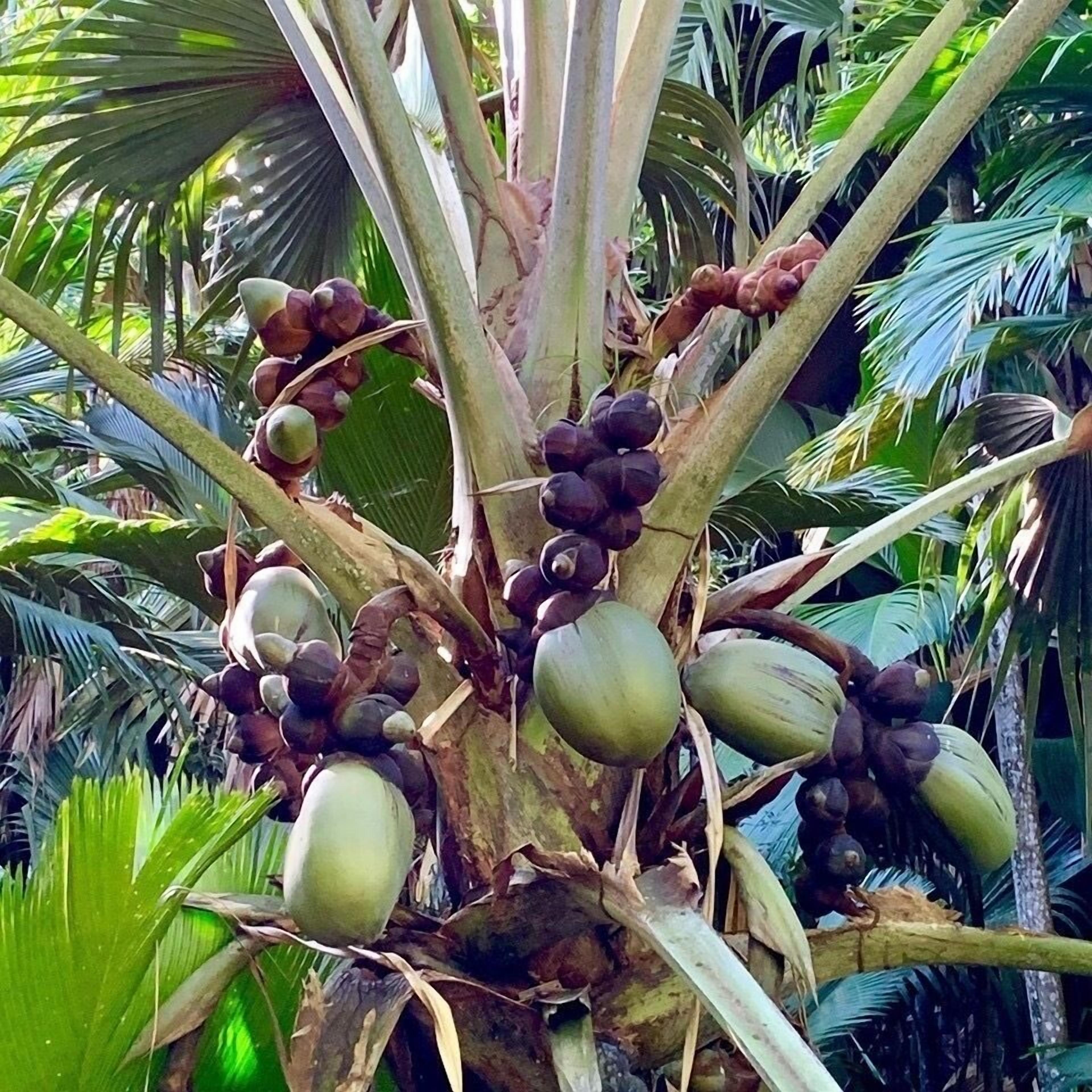 A palm tree with coconuts at various stages of ripeness.
