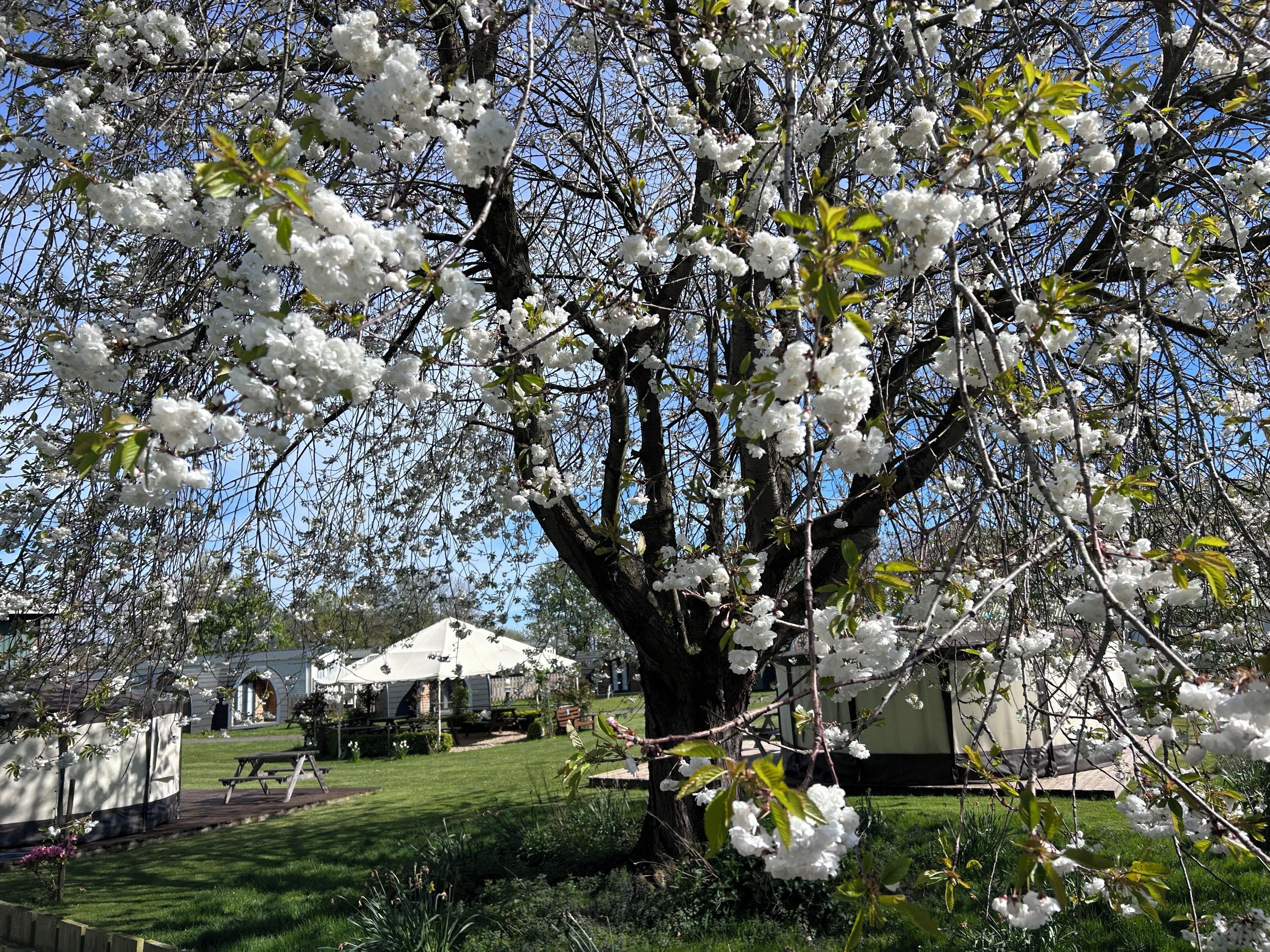 A tree with white blossoms in a landscaped area with a picnic table and a covered structure.