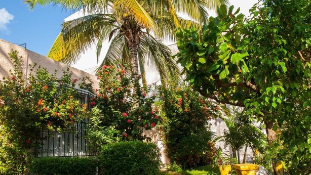 Un jardín con un sendero, palmeras y un edificio blanco.