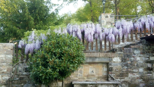 Un escalier en pierre avec une rampe en bois, entouré d’une végétation luxuriante et de glycines aux fleurs violettes.