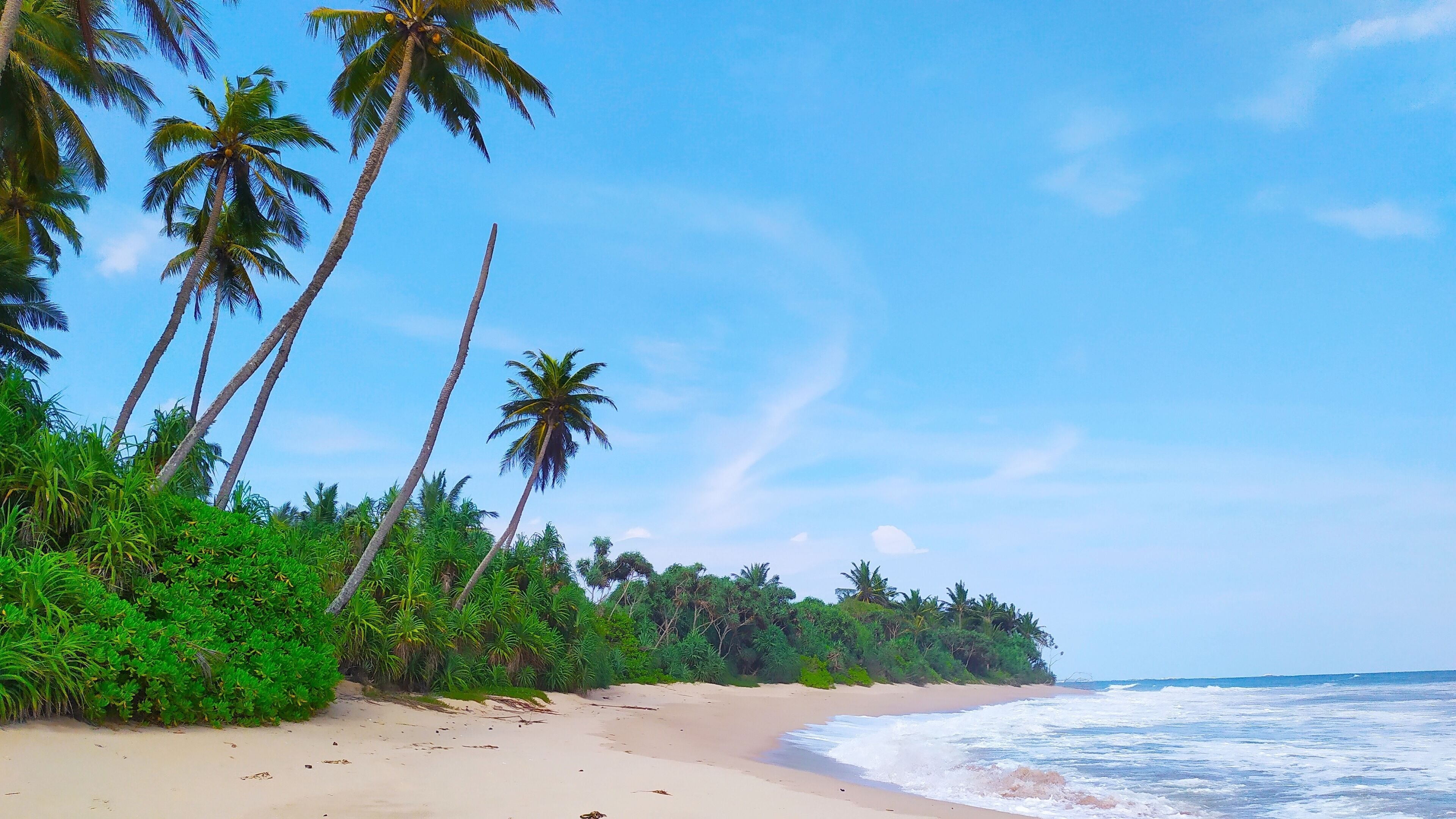 A beach with palm trees and ocean waves.
