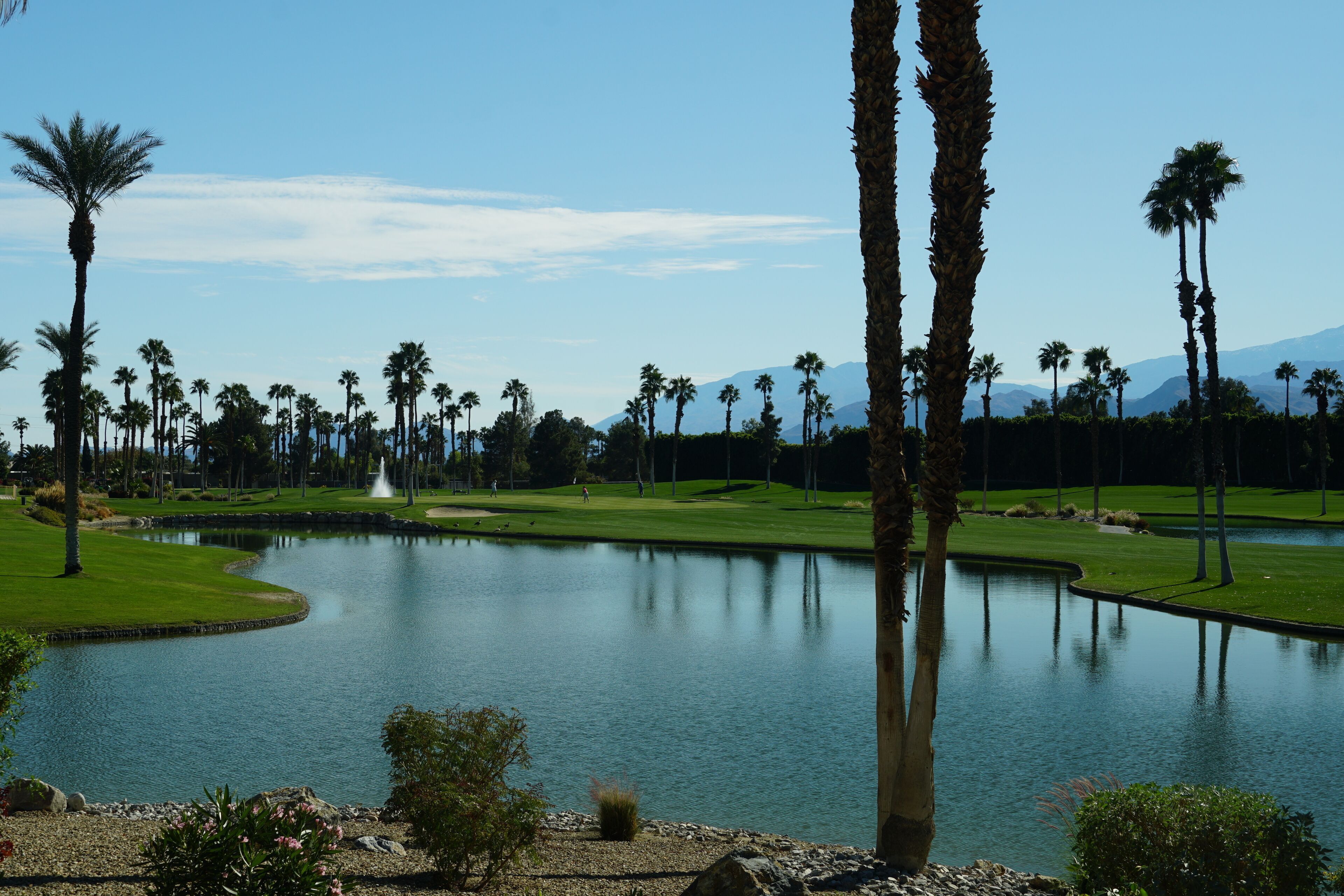 A golf course with a pond, palm trees, and a clear sky.